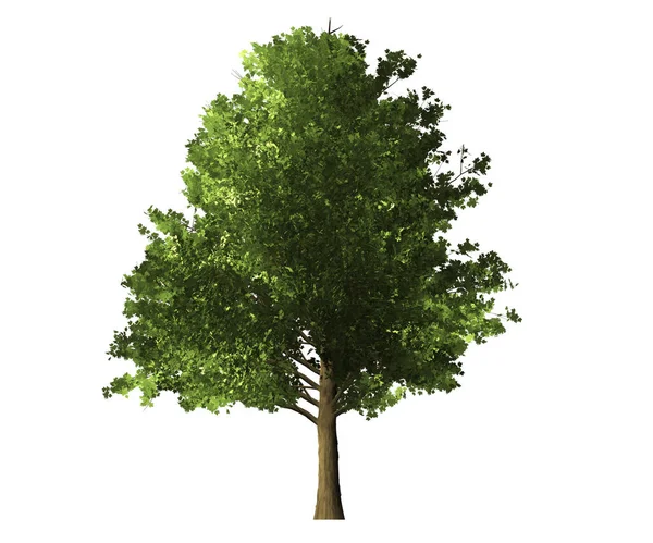 Akçaağaç (Acer). Beyaz bir arkaplanda izole edilmiş.