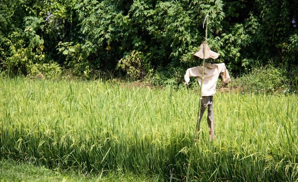 ミャンマー、東南アジアの緑の田んぼのかかし. — ストック写真