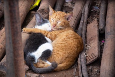 Phnom Penh, Kamboçya sokaklarında kol kola uyuyan iki kedi..