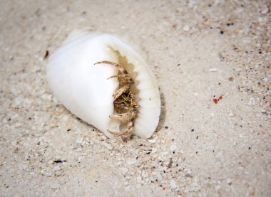 Mavi gözlü yengeç, Raja Ampat, Batı-Papua, Güneydoğu Asya 'daki Pasifik Okyanusu' nun kumlarında kabuğundan dışarı bakıyor..