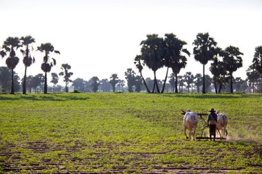 Öküz takımı Myanmar 'da tarlayı sürüyor..