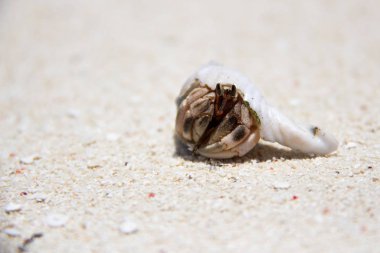 Raja Ampat, Batı Papua, Güney Doğu Asya 'daki Pasifik Okyanusu' nun kumlarında kabuklu kırmızı yengeç..