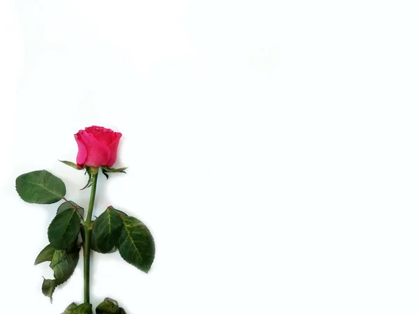Rosa Vermelha Sobre Fundo Branco Cartão Felicitações Dia Dos Namorados — Fotografia de Stock