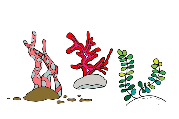 Ensemble Image Contour Des Algues Des Coraux Illustration Vectorielle Style — Image vectorielle