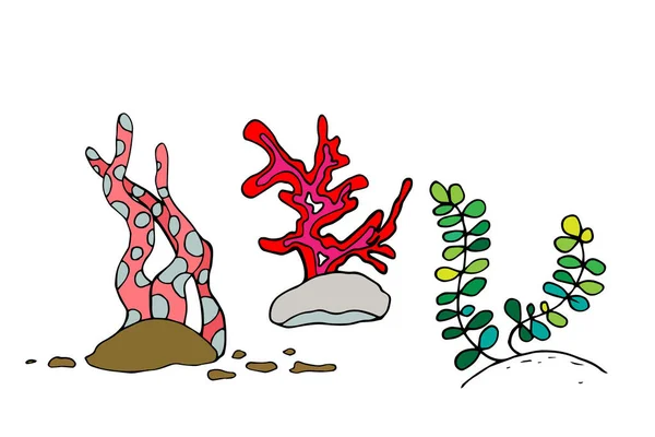 一组海草 珊瑚的视锥图像 简单的涂鸦风格矢量插图 — 图库矢量图片#
