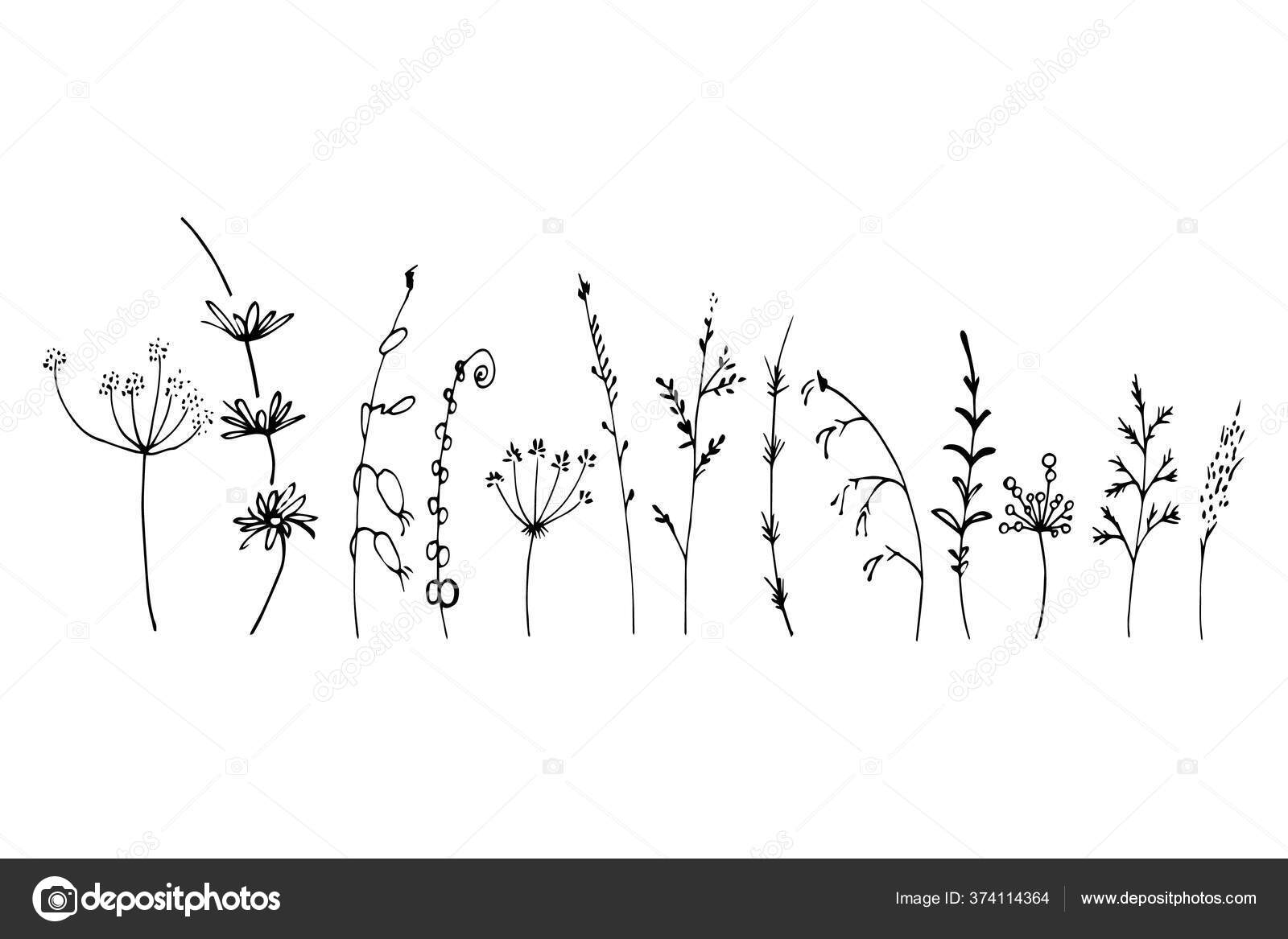 Set Summer Herbs Black Silhouette Contour Outline Vector Stock Vector