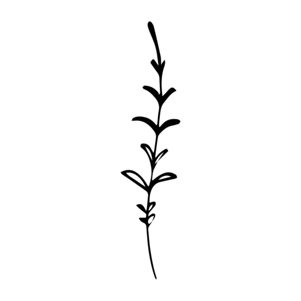 Υπόγραψε Χειροποίητο Καλοκαιρινό Βότανο Λουλούδι Κλαδί Απομονώνονται Λευκό Φόντο Μαύρη — Διανυσματικό Αρχείο