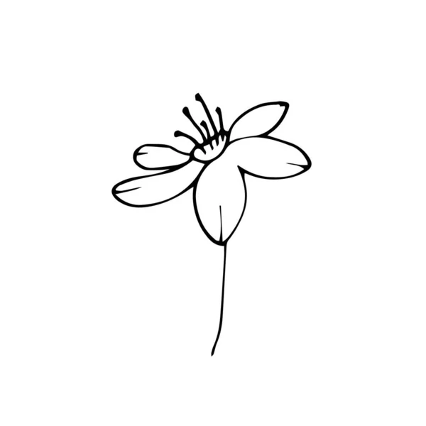 여름용 허브에 꽃가지는 바탕에 고립되어 실루엣이야 결혼식 디자인 카드를 Doodle — 스톡 벡터