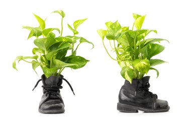 Houseplant savaş Boots