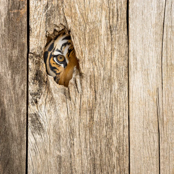 Œil de tigre dans un trou en bois — Photo