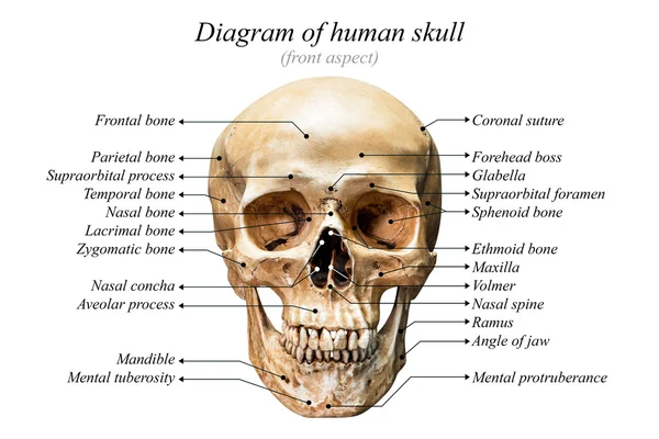 Diagrama del cráneo humano — Foto de Stock