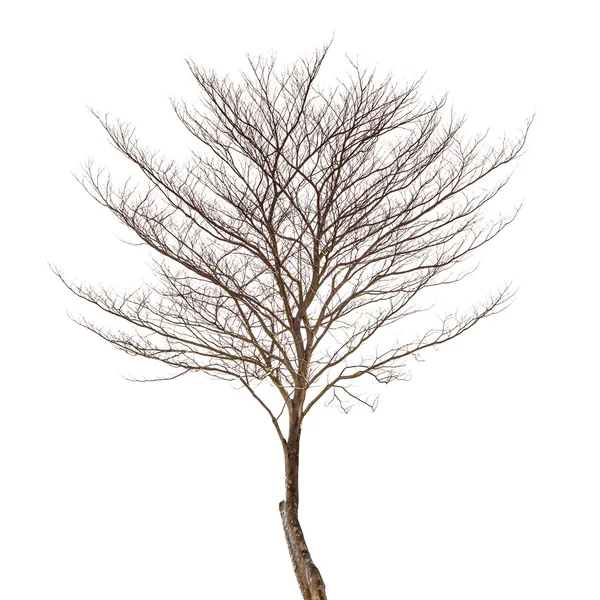 Een dode boom — Stockfoto