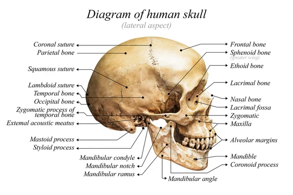 Diagrama del cráneo humano — Foto de Stock