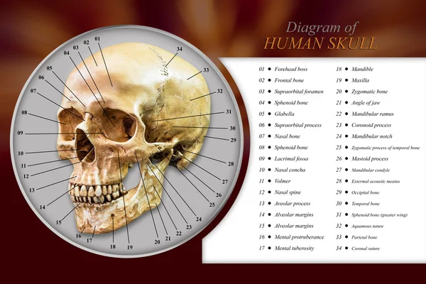 İnsan kafatası diyagramı — Stok fotoğraf