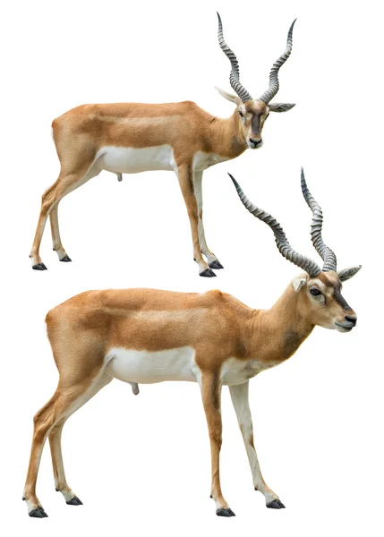 Antilopa Jelení skupina izolovaných — Stock fotografie