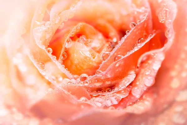 Rose with drop — Stock Photo, Image