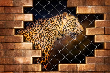 Kafes içinde leopar