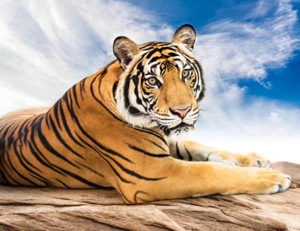 Der sibirische Tiger — Stockfoto