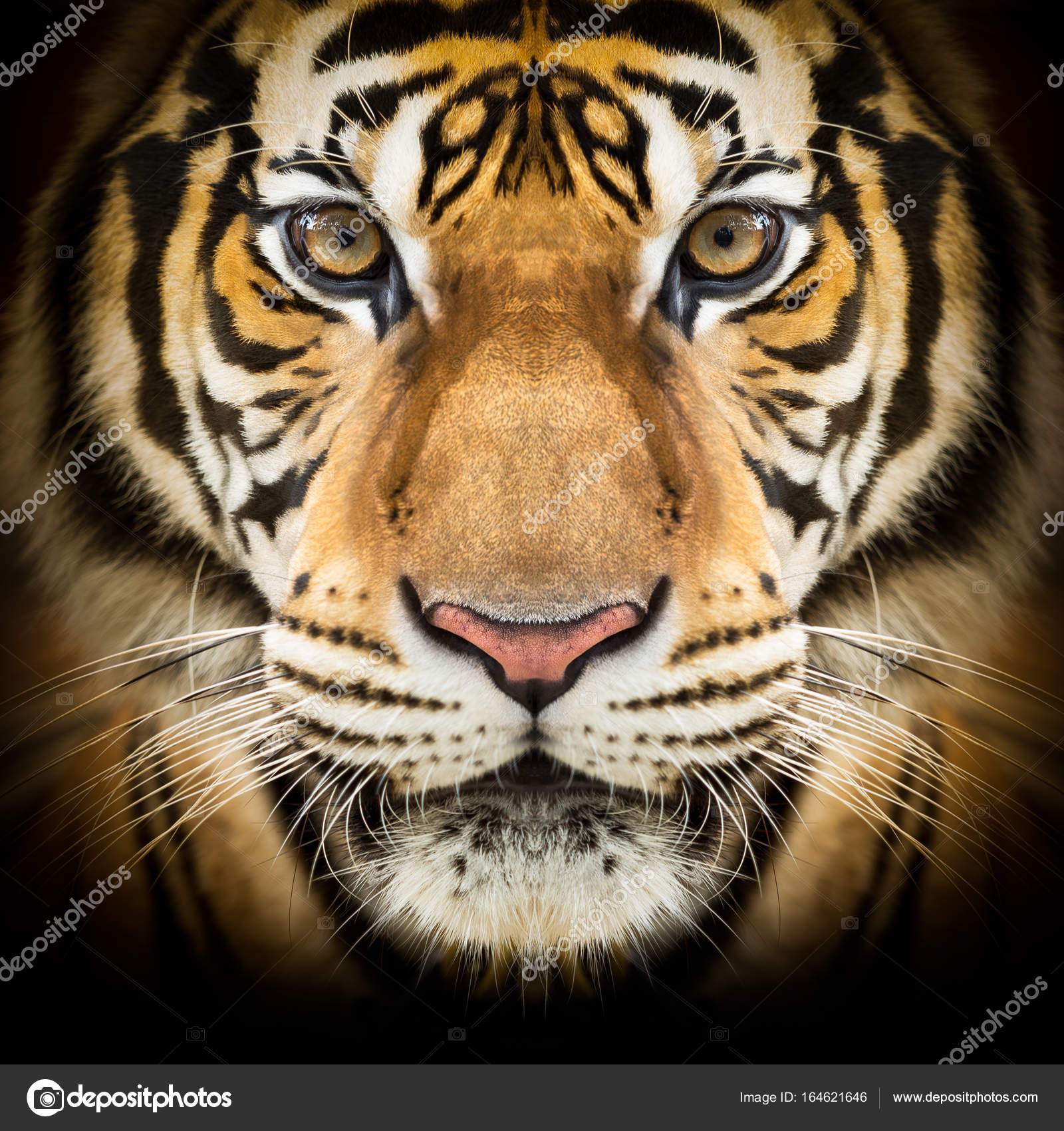 Cara de tigre siberiano — Foto de stock #164621646 © fotoslaz, image size:1600x1700