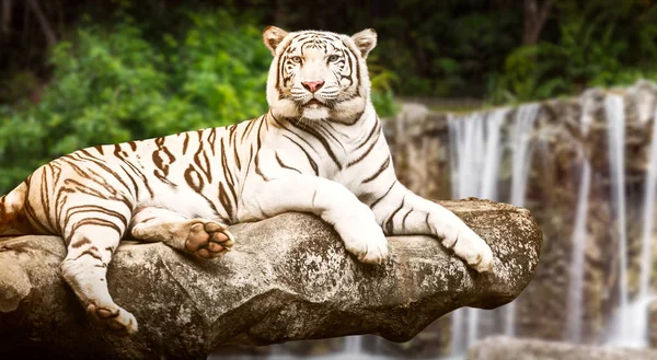 Tigre branco na cachoeira — Fotografia de Stock