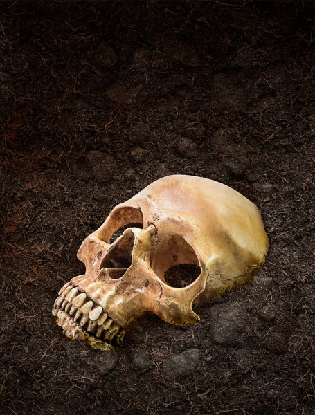Людський череп закопаний під землею — стокове фото