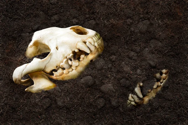 Hayvan kafatası underground — Stok fotoğraf