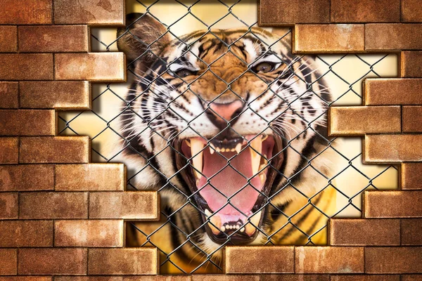 Tigre sibérien en cage — Photo