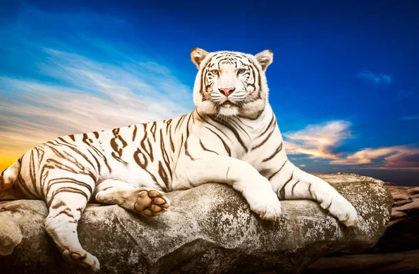 Tigre branco na pedra — Fotografia de Stock