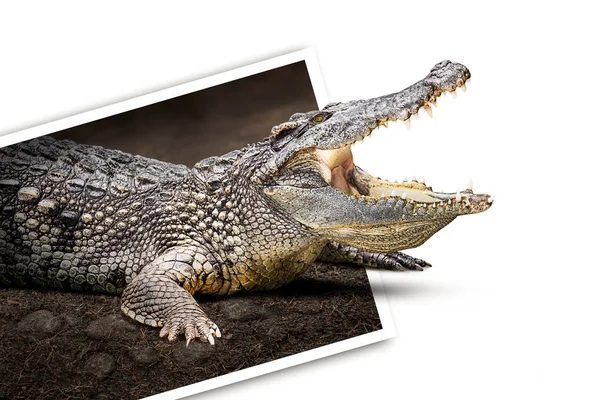 Krokodil auf Foto — Stockfoto