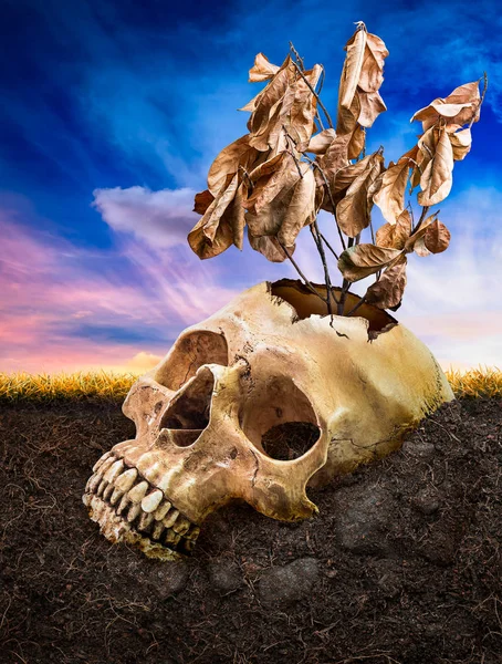 Złamane ludzkie czaszki pogrzebać underground — Zdjęcie stockowe