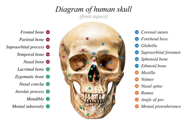 Diagrama do crânio humano — Fotografia de Stock