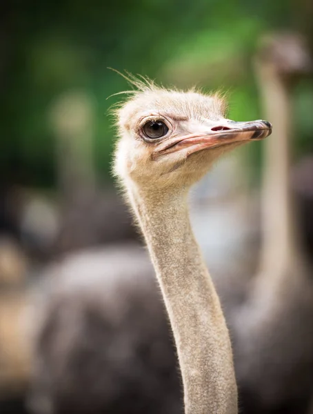 Ostrich head shot — Stock Photo, Image