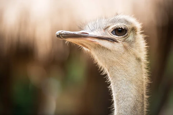 Ostrich head shot — Stock Photo, Image