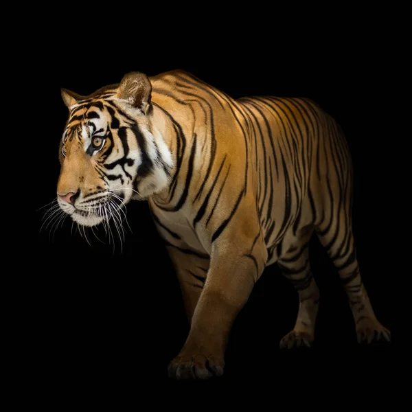 Tigre siberiana — Foto Stock