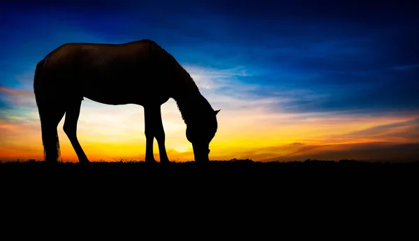 Hästsiluett — Stockfoto