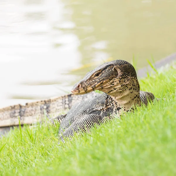 水モニター — ストック写真