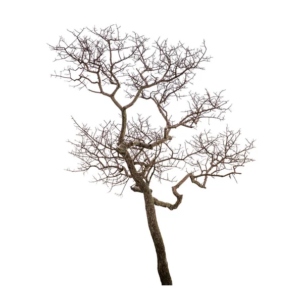 Dead tree — Stock Photo, Image