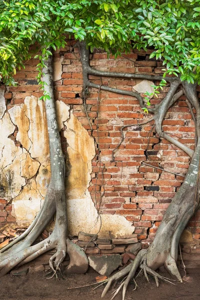 Climber tree on brick wall — Stock Photo, Image