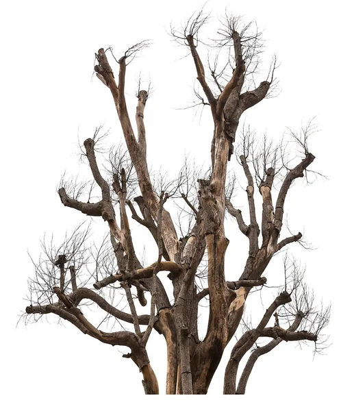 Dead tree isolated — Stock Photo, Image