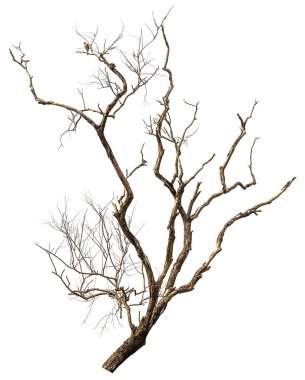 Ölü ağaç izole