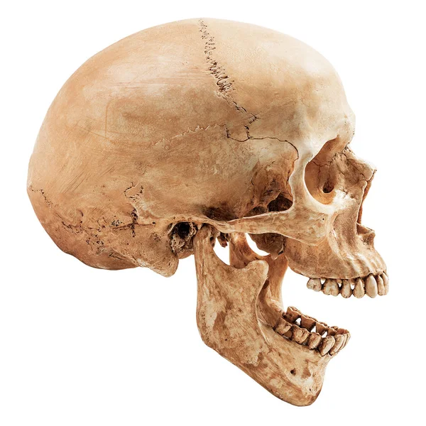 Ludzkie czaszki na białym tle — Zdjęcie stockowe