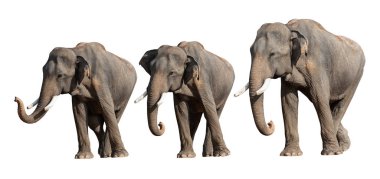 Beyaz üzerinde izole edilmiş fil