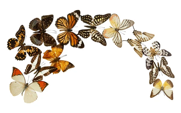 Schmetterlingsgruppe isoliert — Stockfoto