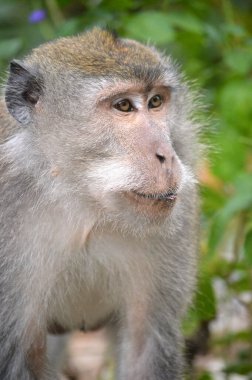 Pusuk Ormanı Maymun Lombok, Batı Nusa Tenggara, Maymun ailesi her zaman ziyaretçilerin verdiği yiyeceklerden hayatlarını kurtarırlar.
