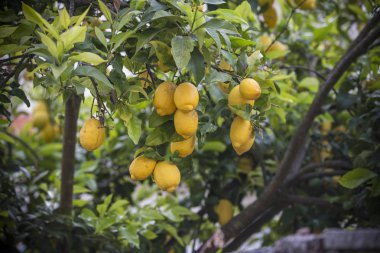 Limon ağaçları küçük, üst görünümü