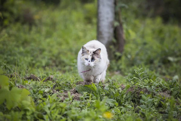 緑猫の庭 — ストック写真