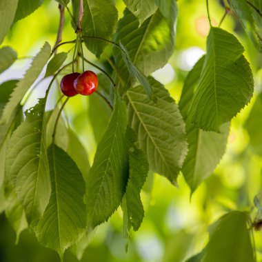 Kırmızı Kiraz yaprakları, üst görünümü ile