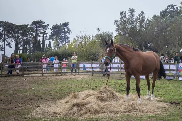 Porto, Portekiz, 24 Eylül 2017: Sonbahar parti çocuk sonbahar ile ilgili çeşitli etkinliklere katılan yüzlerce Serralves Vakfı'nda.