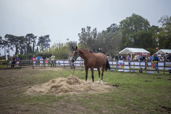 Porto, Portekiz, 24 Eylül 2017: Sonbahar parti çocuk sonbahar ile ilgili çeşitli etkinliklere katılan yüzlerce Serralves Vakfı'nda.