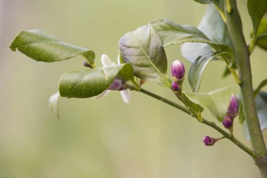 Güzel botanik fotoğrafı, doğal duvar kağıdı.